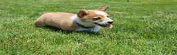 Welsh Corgi Pembroke dogs for sale: Ace - Ad 3