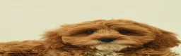 Cavapoo dogs for sale: Milton - Ad 4