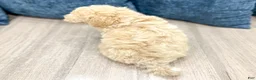 Bichpoo dogs for sale: Zoey - Ad 5