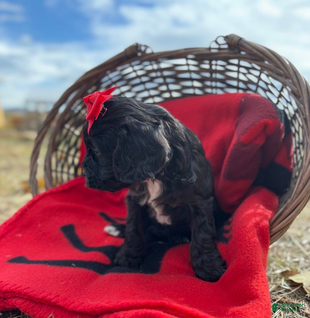 Cavapoo dogs for sale: Tootsie - Ad 2