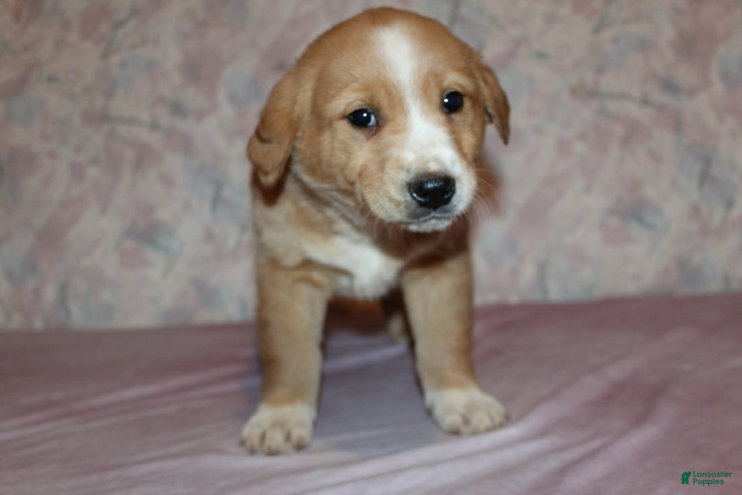 Goldador dogs for sale: Copper - Ad 5