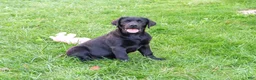 Labrador Retriever dogs for sale: Brooke - Ad 4