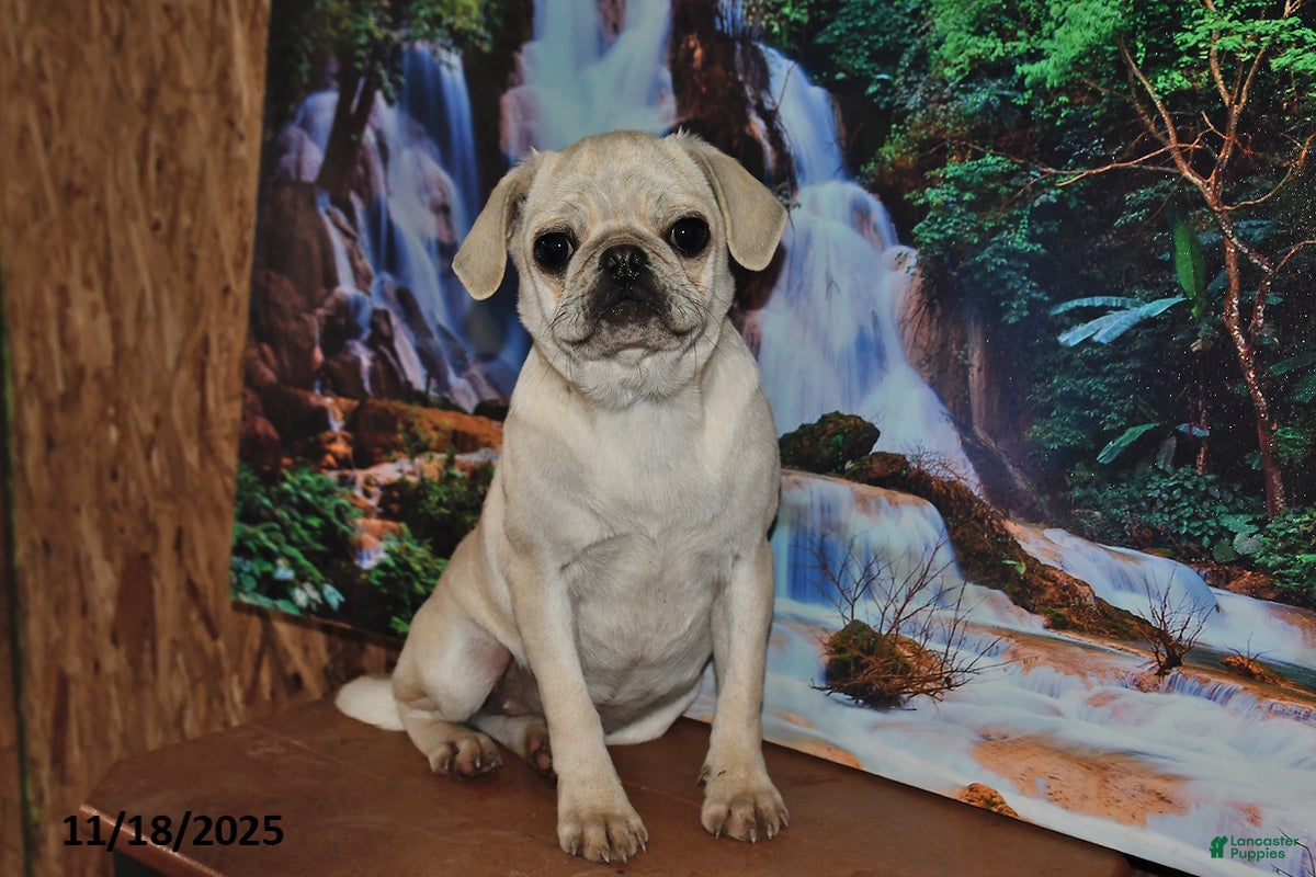 Pug dogs Frisky - Ad 6