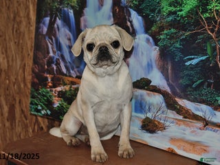 Pug dogs Frisky - Ad 15