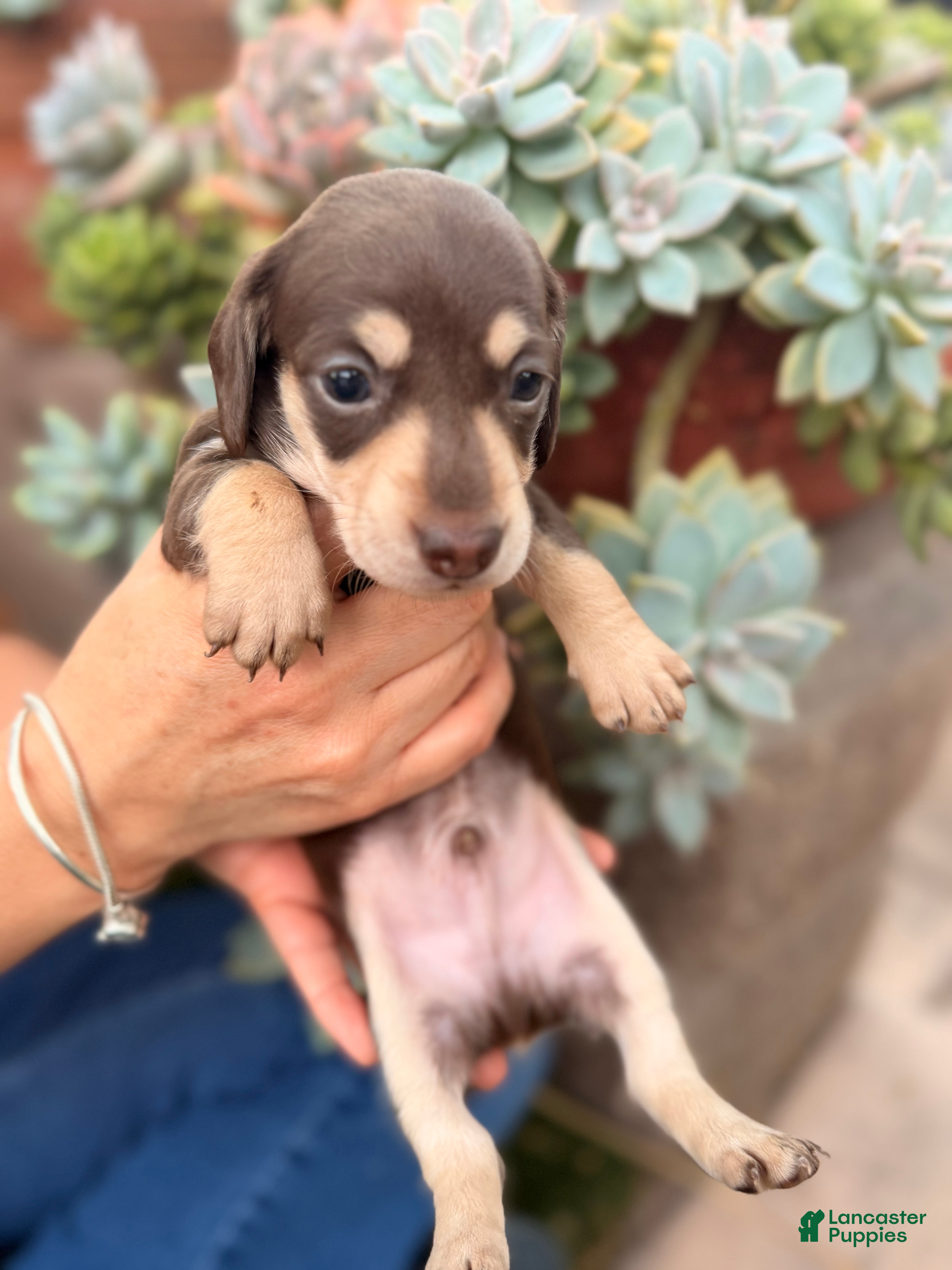 Miniature Dachshund dogs Miniature Dachshund 2 - Ad 1