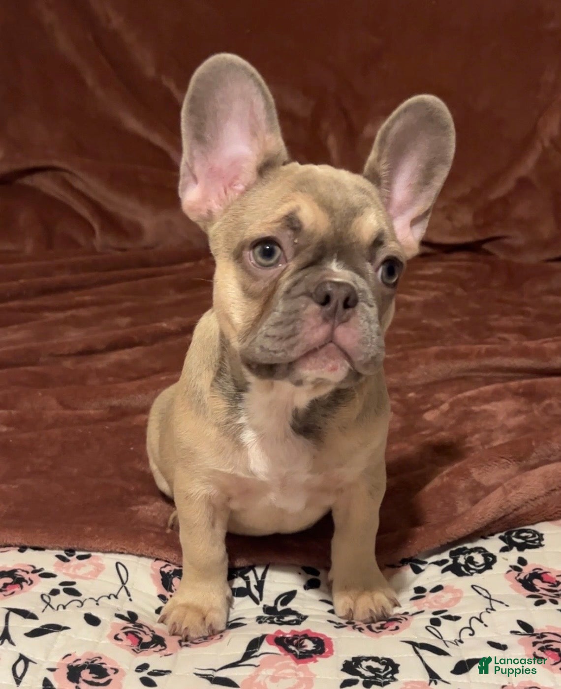 French Bulldog dogs for sale: French Bulldog 2 - Ad 2