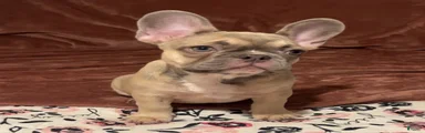 French Bulldog 2