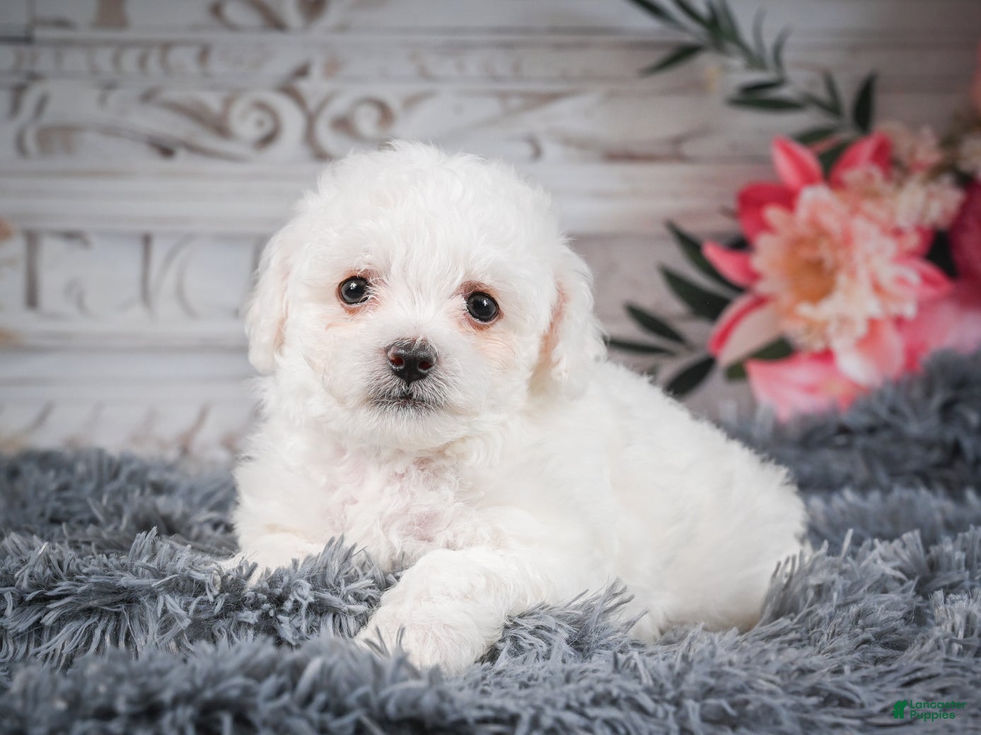 Bichon Frise dogs AKC-Faith - Ad 2