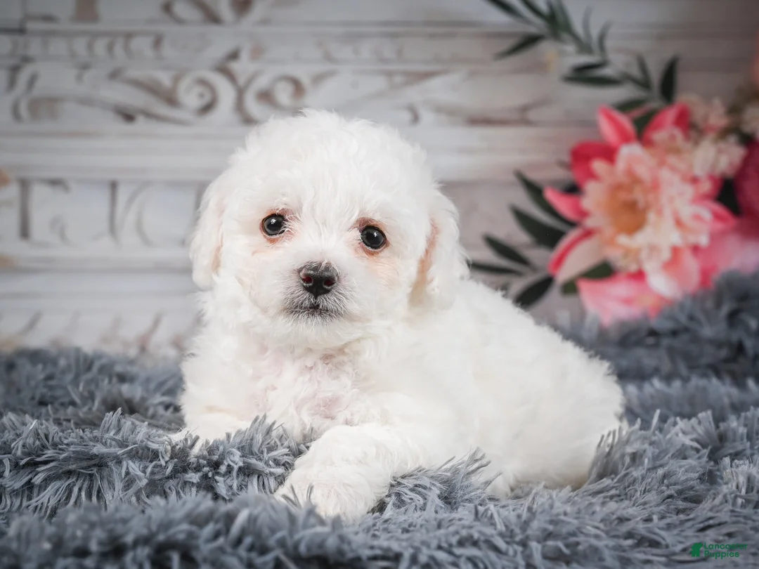 Bichon Frise dogs for sale: AKC-Faith - Ad 2