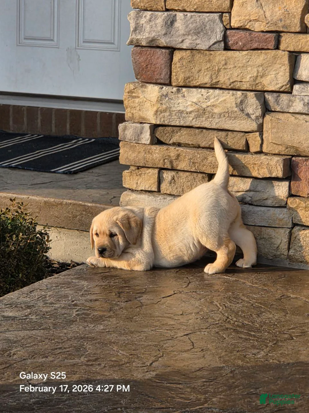 Labrador Retriever dogs for sale: Angel - Ad 6