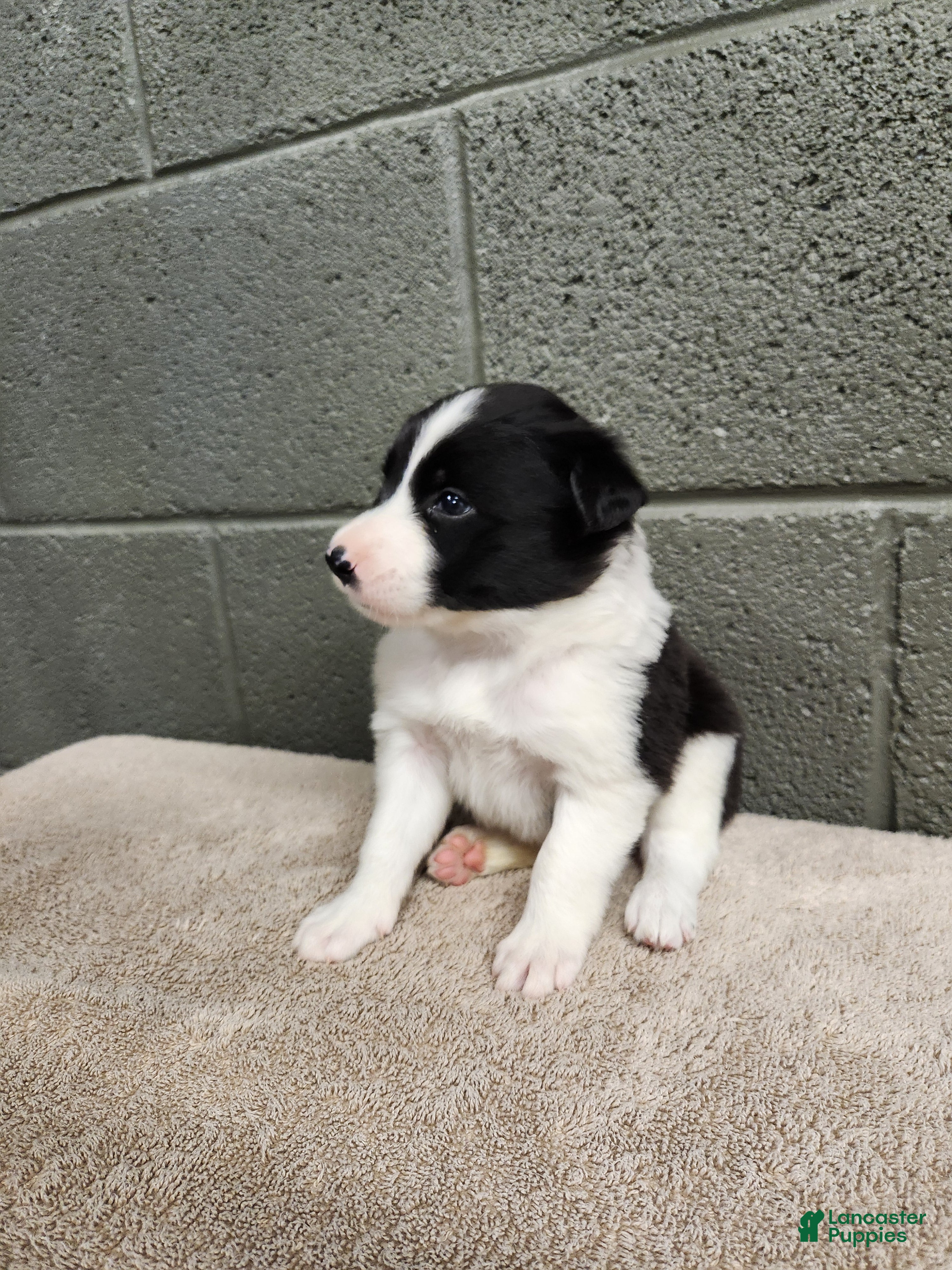 Border Collie dogs Tiger - Pure Breed Border Collie  - Ad 1