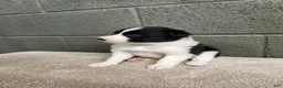 Border Collie dogs for sale: Tiger - Pure Breed Border Collie  - Ad 1