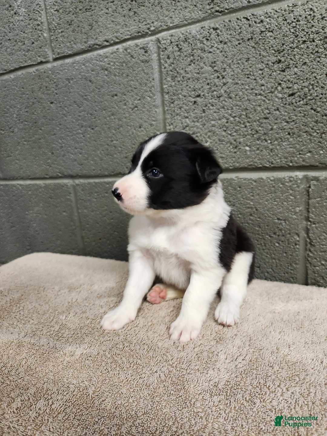 Border Collie dogs for sale: Tiger - Pure Breed Border Collie  - Ad 1