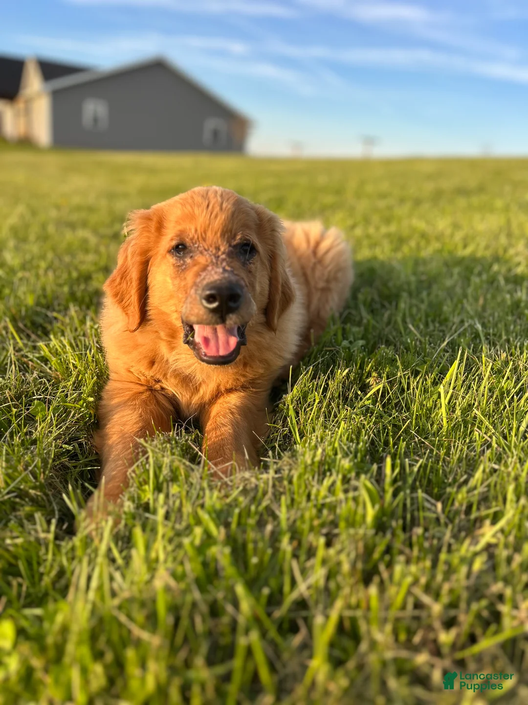 Golden Retriever dogs for sale: Duke - Ad 1