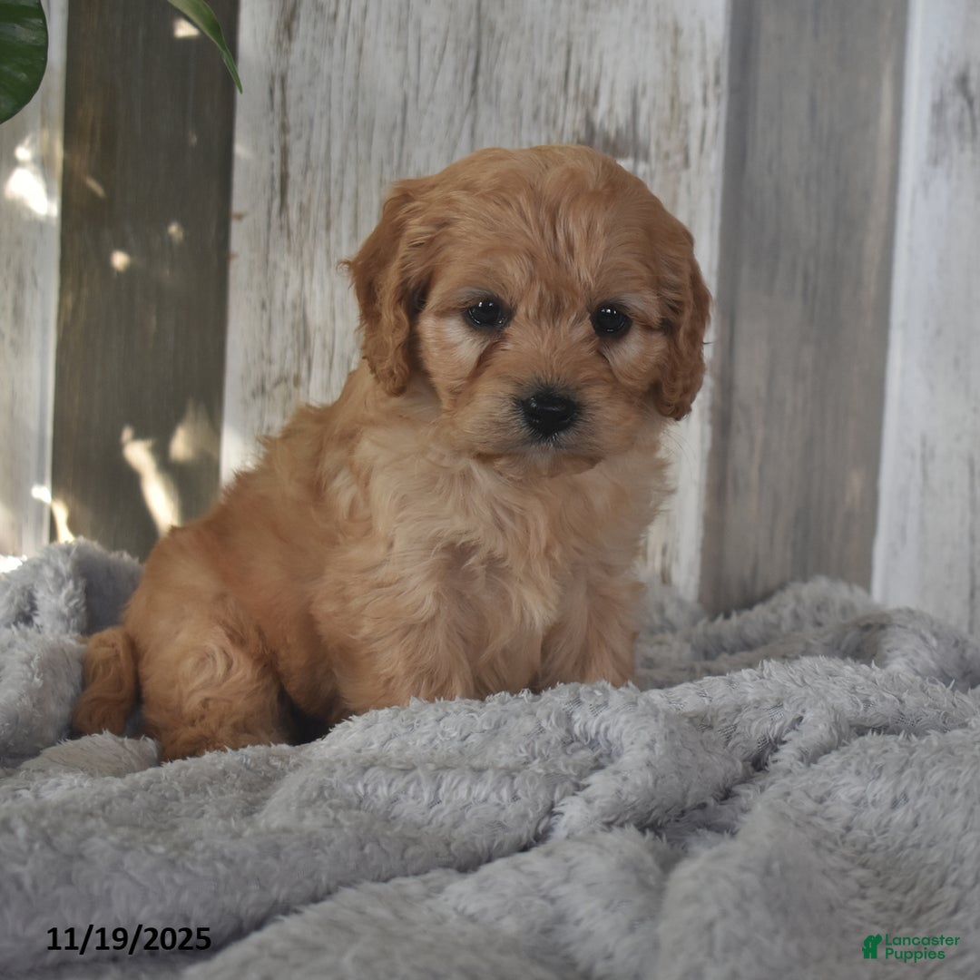 Cavapoo dogs for sale: Jimmy - Ad 5