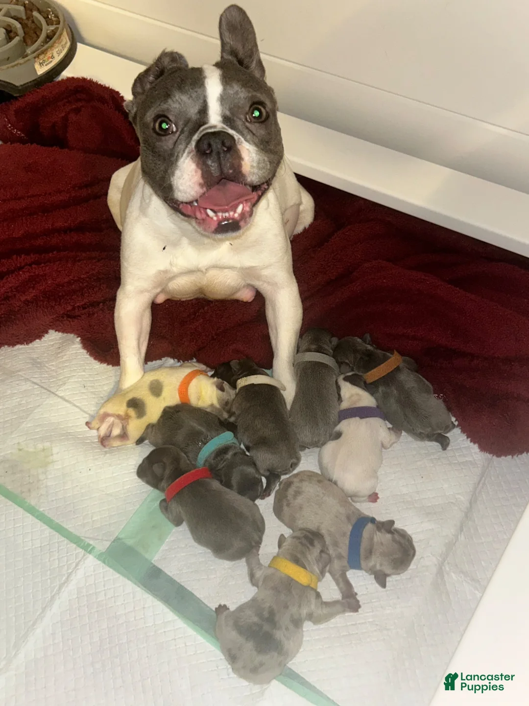 French Bulldog dogs for sale: Reggie - Ad 2