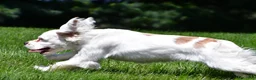 Cockapoo dogs for sale: cj - Ad 9