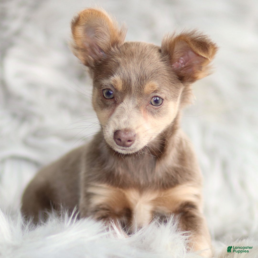 Chihuahua dogs for sale: Pamela - Ad 3