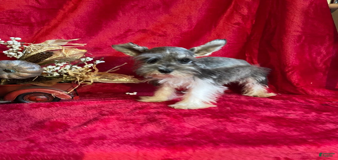 Gallery Image {{count}}