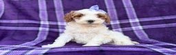Cavapoo dogs for sale: Sapphire  - Ad 4