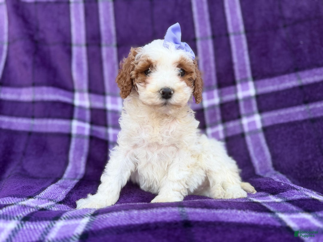 Cavapoo dogs for sale: Sapphire  - Ad 4