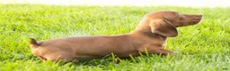 Miniature Dachshund dogs for sale: Ira  - Ad 5
