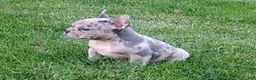 French Bulldog dogs for sale: Mason - Ad 4