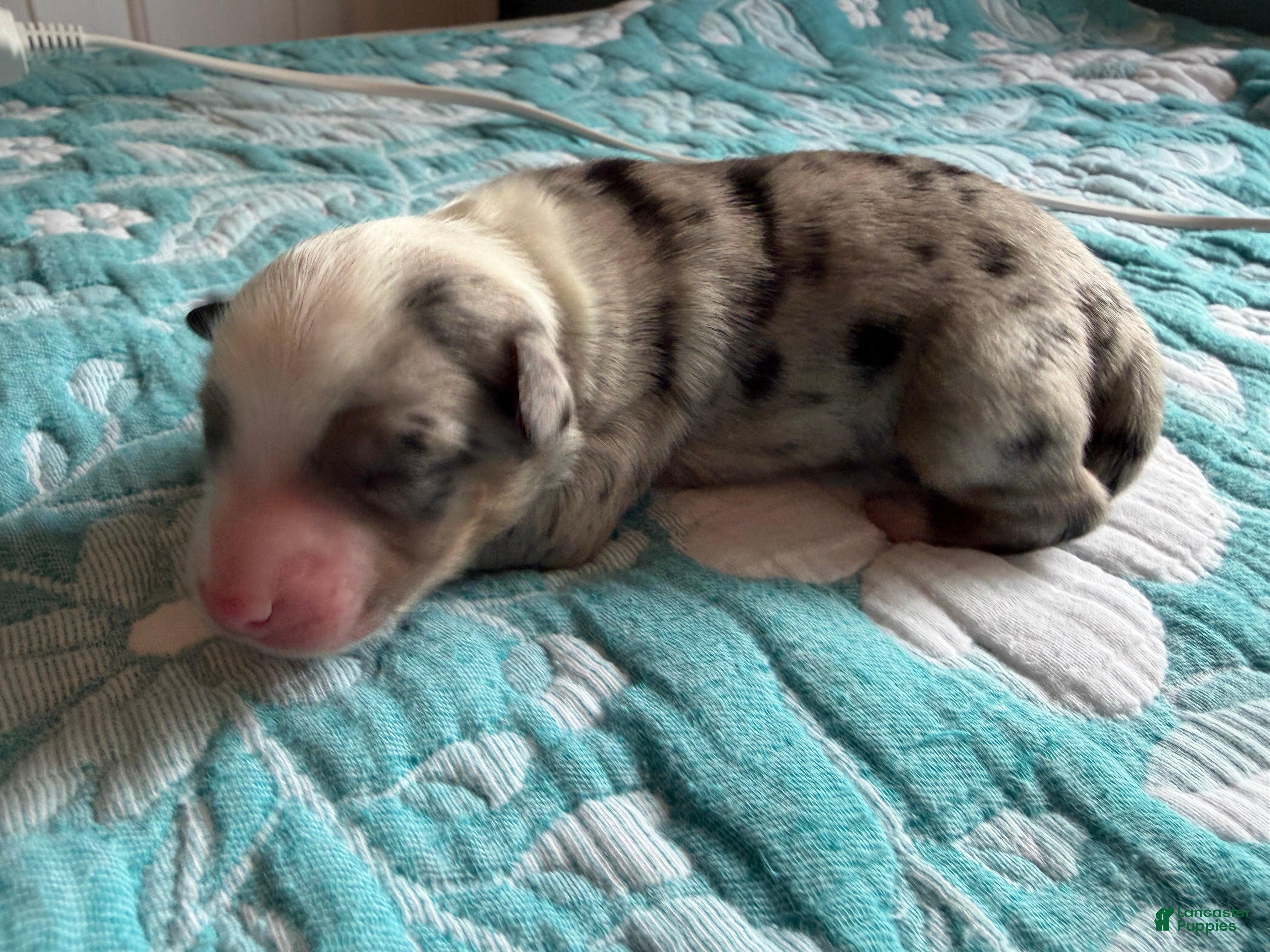 Australian Shepherd dogs Dallas - Ad 14