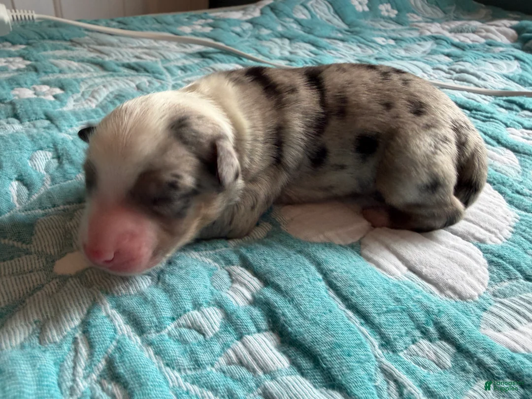 Australian Shepherd dogs for sale: Dallas - Ad 1