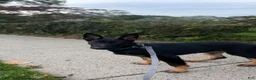 German Shepherd dogs for sale: German Shepherd 1 - Ad 2