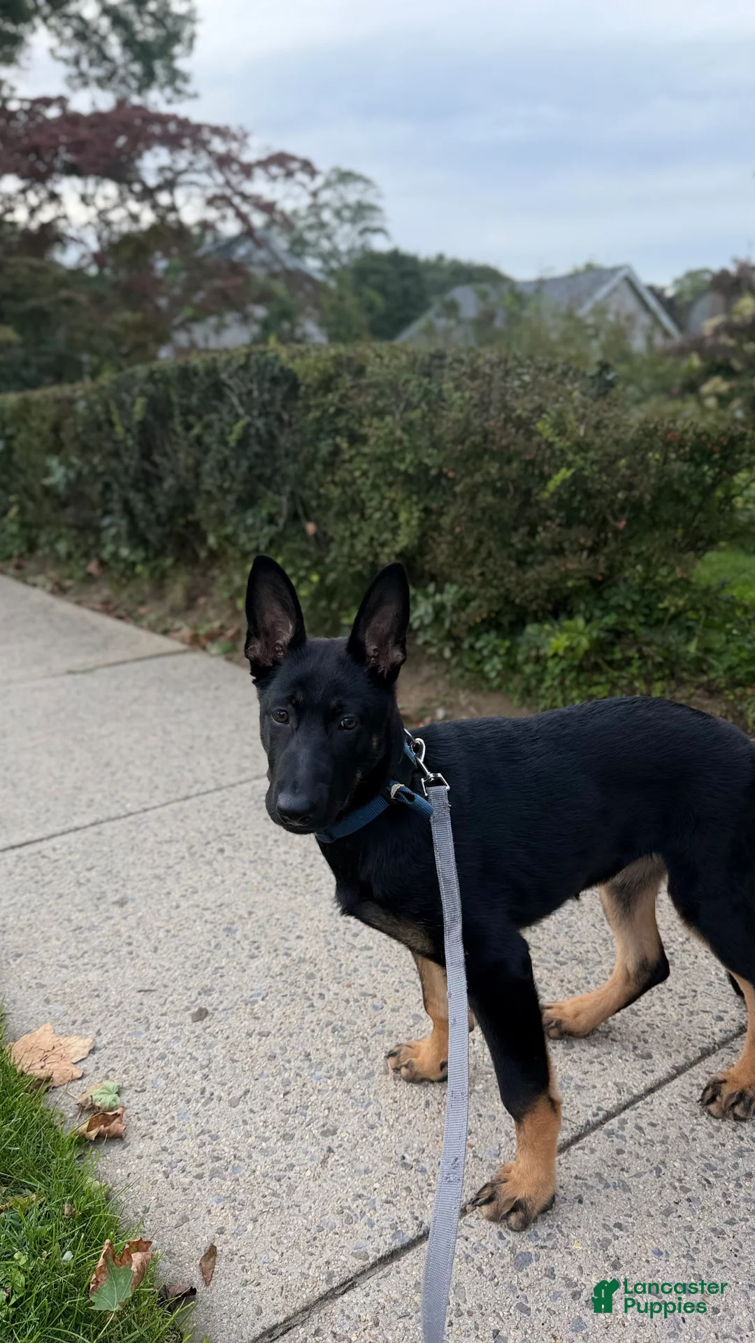 German Shepherd dogs for sale: German Shepherd 1 - Ad 2