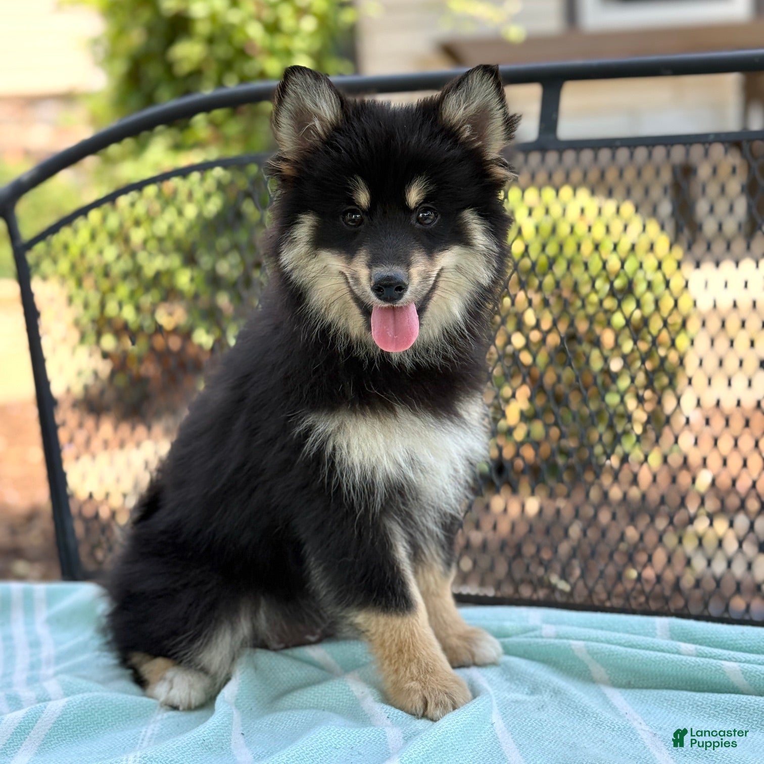 Pomsky dogs Finley  - Ad 1