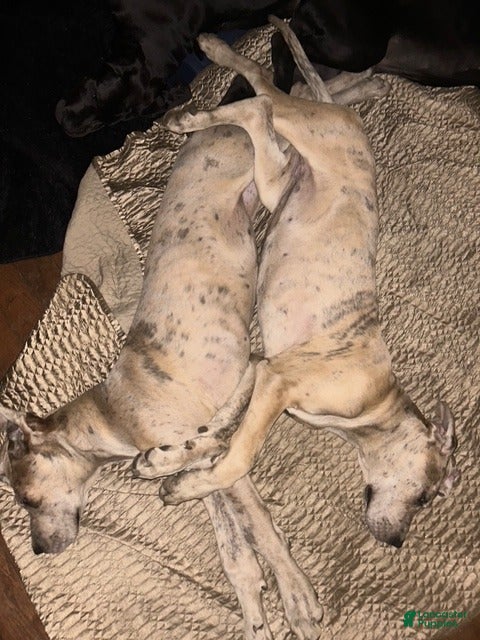 Great Dane dogs Great Dane Puppy 2 - Ad 17