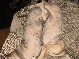 Great Dane dogs Great Dane Puppy 2 - Ad 15