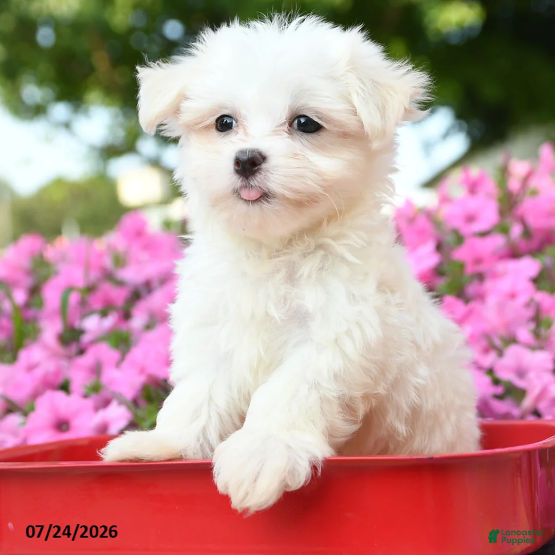 Maltese dogs for sale: Yeti - Ad 2
