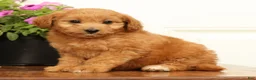 Mini Goldendoodle dogs for sale: Abby - Ad 5