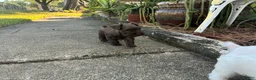 Miniature Schnauzer dogs for sale: Maple  - Ad 2