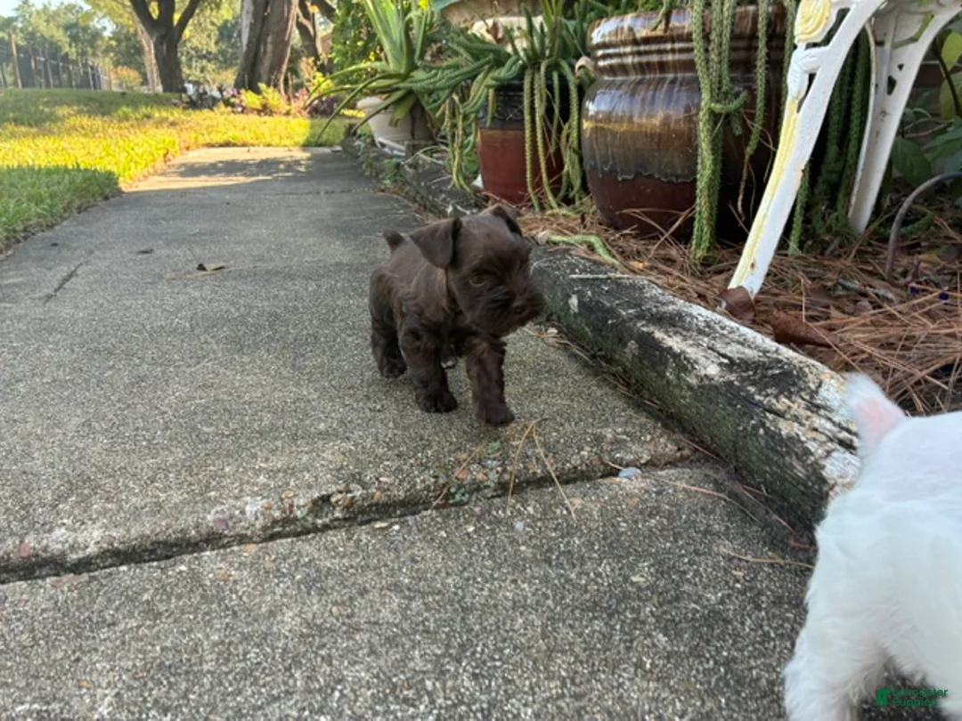 Miniature Schnauzer dogs for sale: Maple  - Ad 2