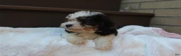 Miniature Poodle dogs for sale: Diego  - Ad 2