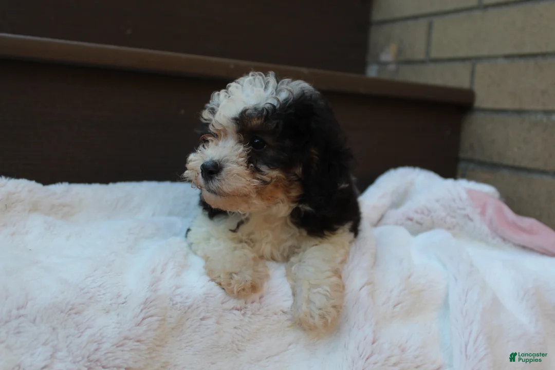 Miniature Poodle dogs for sale: Diego  - Ad 2