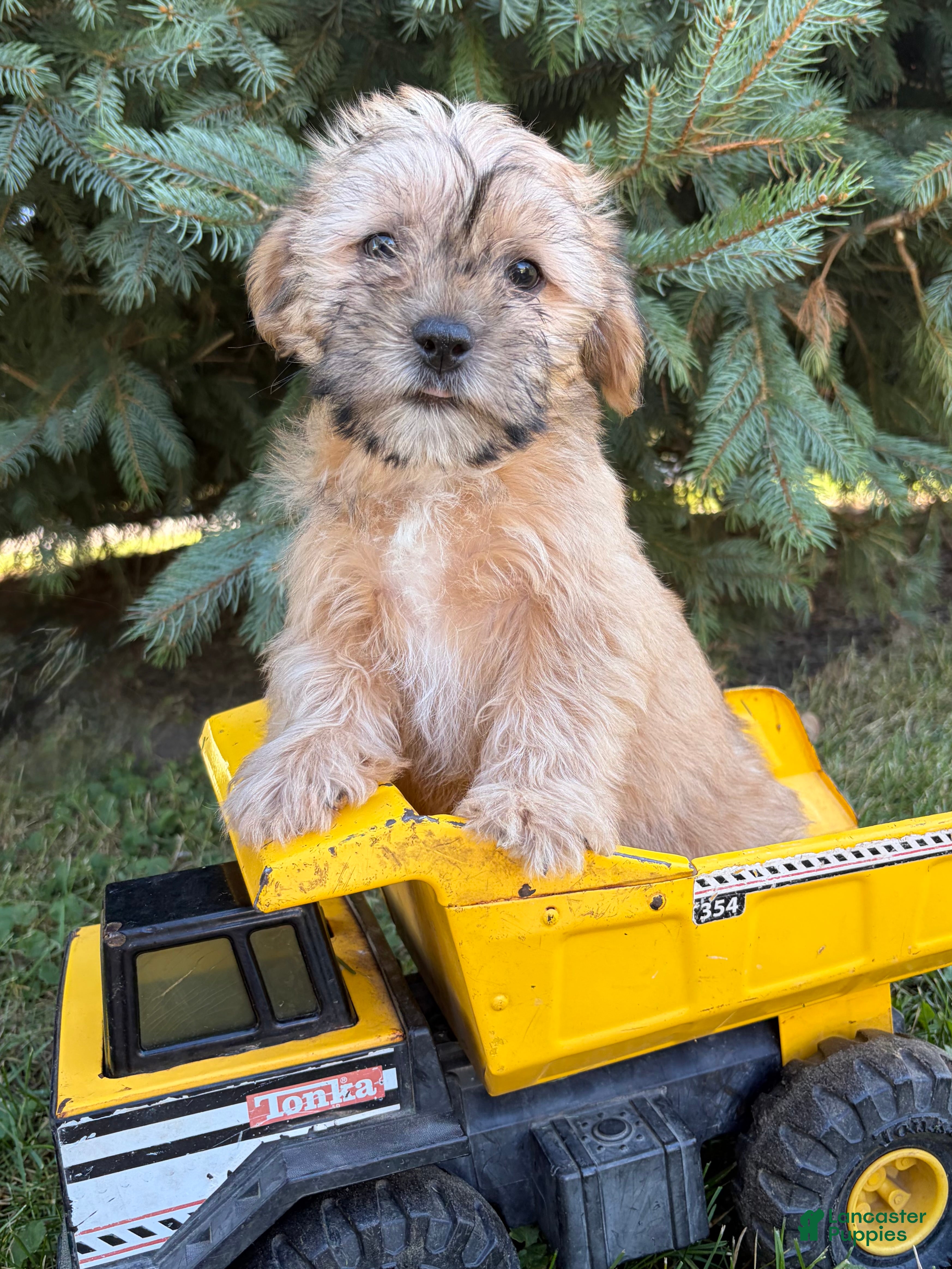 Shorkie dogs Axle - Ad 1