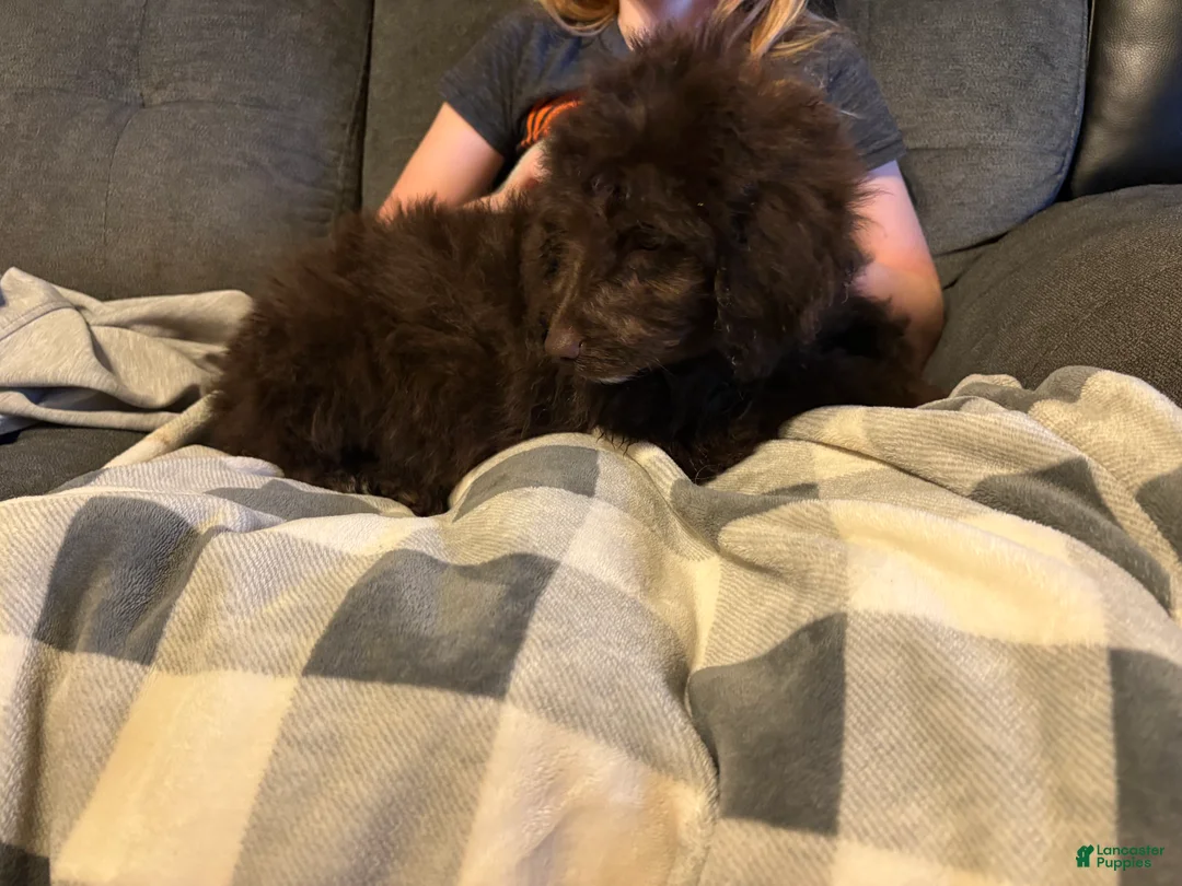 Aussiedoodle dogs for sale: Jet  - Ad 2