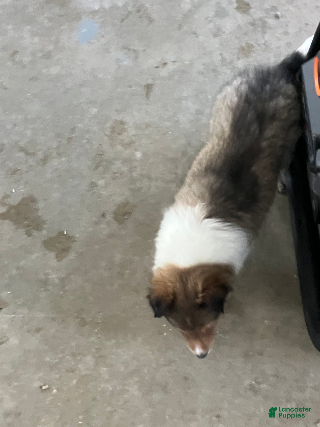Shetland Sheepdog dogs for sale: Akc Snippy - Ad 4
