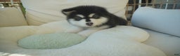 Alaskan Malamute dogs for sale: Xiao Zi - Ad 7