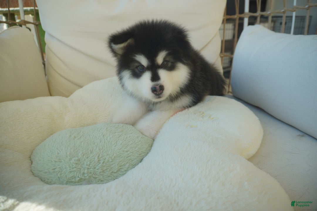 Alaskan Malamute dogs for sale: Xiao Zi - Ad 7