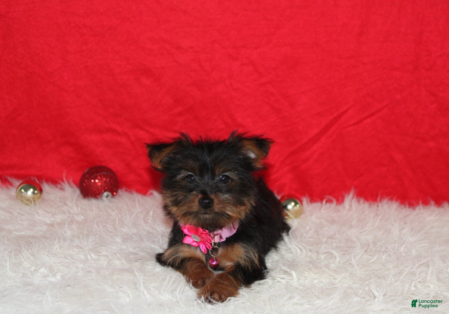 Yorkshire Terrier dogs Debbie - Ad 5