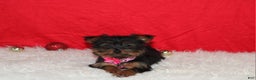 Yorkshire Terrier dogs for sale: Debbie - Ad 1