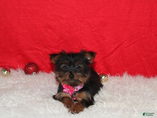 Yorkshire Terrier dogs Debbie - Ad 32