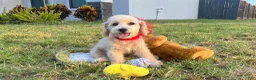 Maltipoo dogs for sale: Peanut - Ad 4