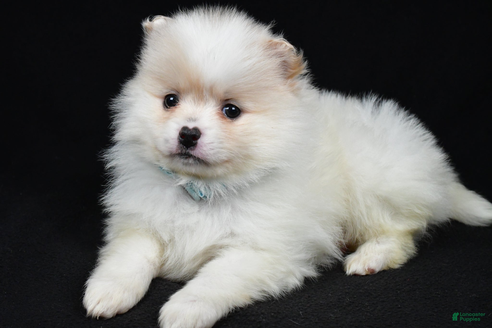 Pomeranian dogs Patty - Ad 1